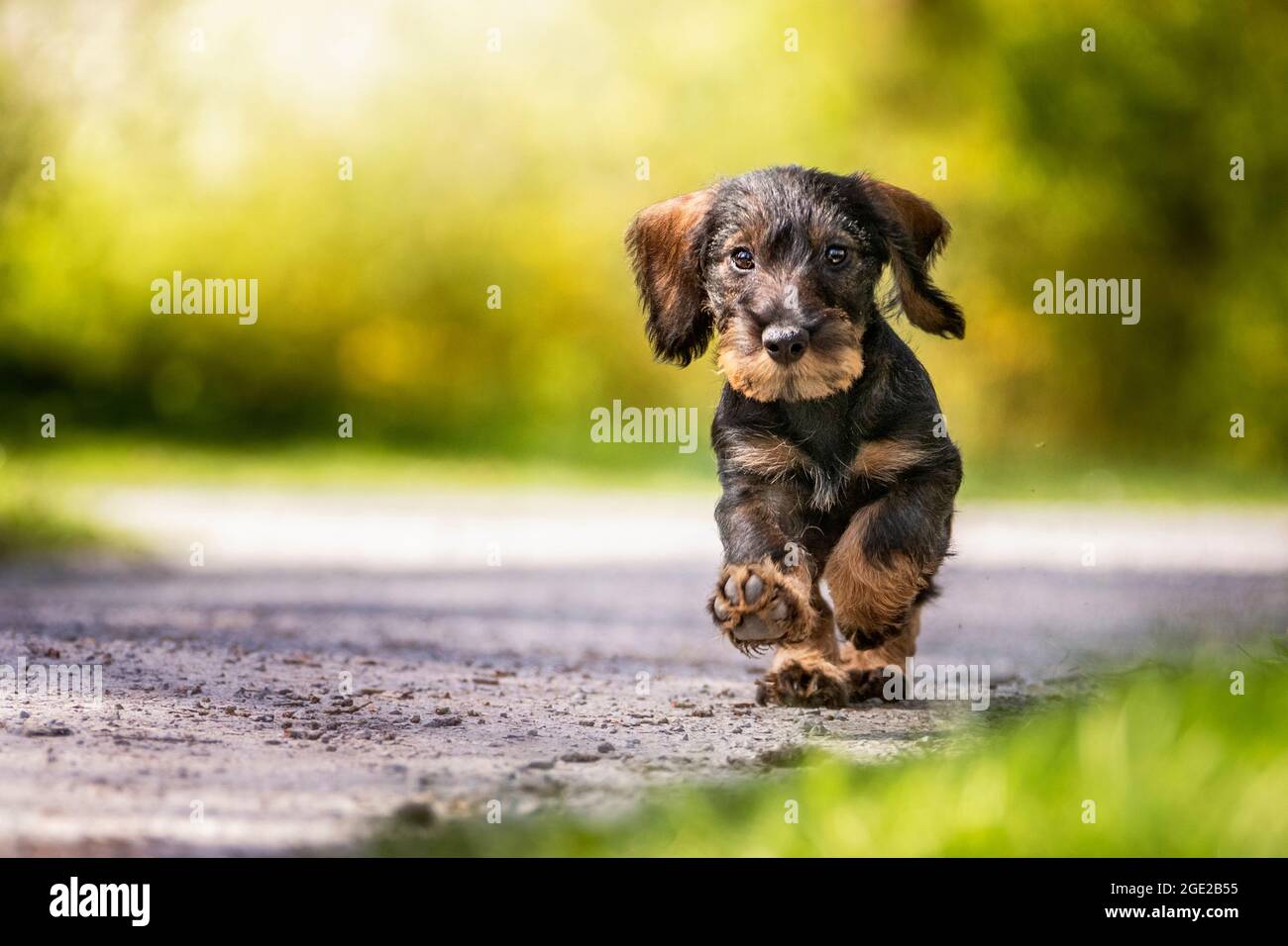 Dachshund à poil dur. Chiot (3 mois) en route vers l'appareil photo sur un chemin. Allemagne Banque D'Images