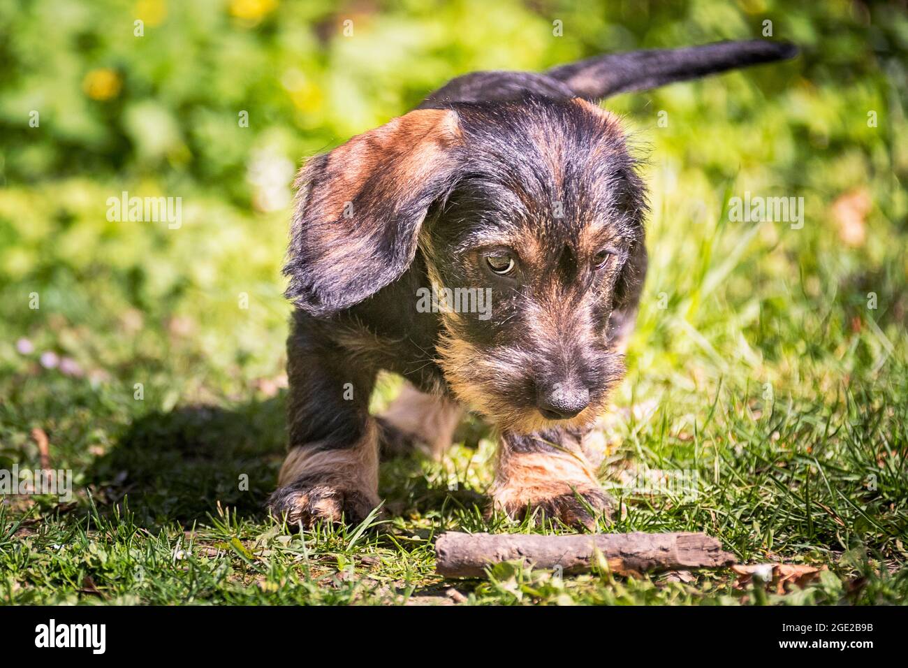 Dachshund à poil dur. Chiot (3 mois) qui garde son bâton. Allemagne Banque D'Images