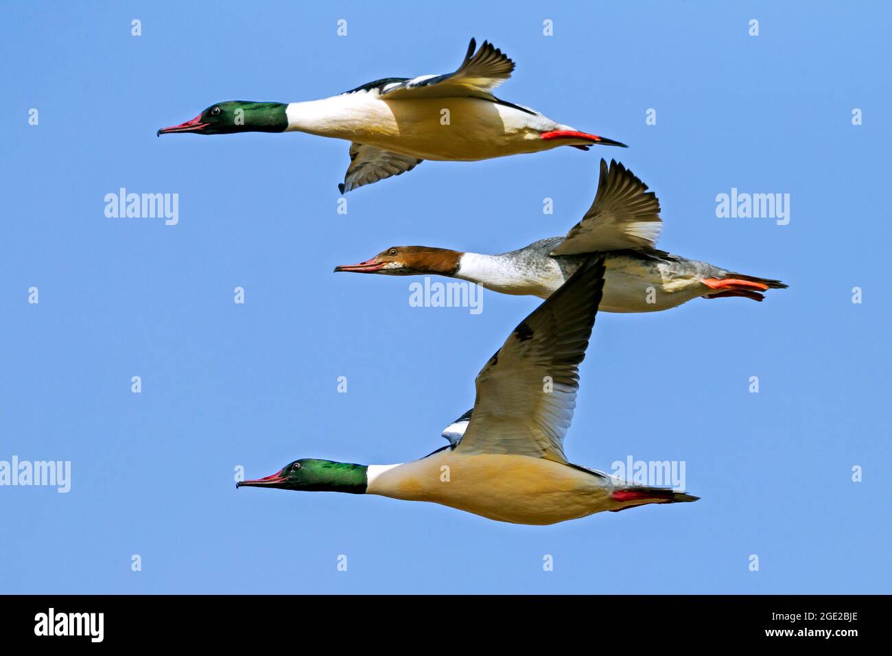Merge commun, Goosander (Mergus merganser). Deux hommes et une femme en vol. Allemagne Banque D'Images