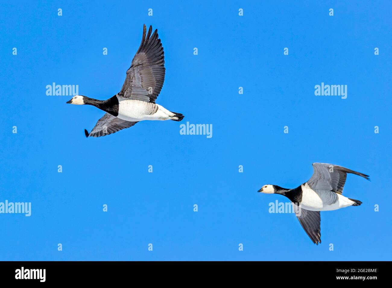 Bernache nonnette (Branta leucopsis). Deux adultes en vol. Frise du Nord, Allemagne Banque D'Images