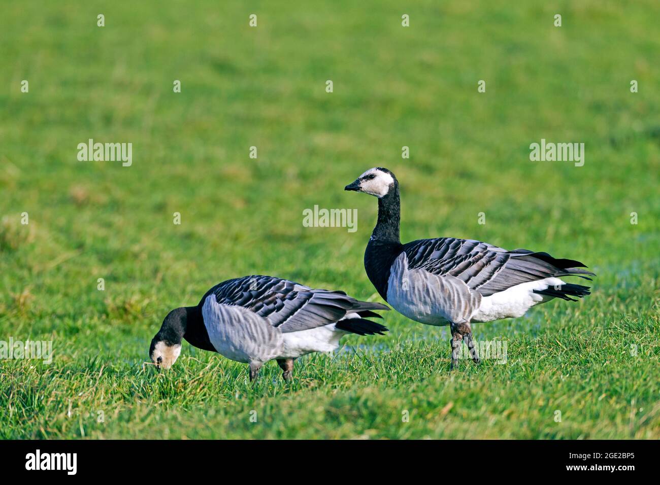 Bernache nonnette (Branta leucopsis). Paire de nourriture adultes à salt marsh, Mer du Nord, Allemagne Banque D'Images