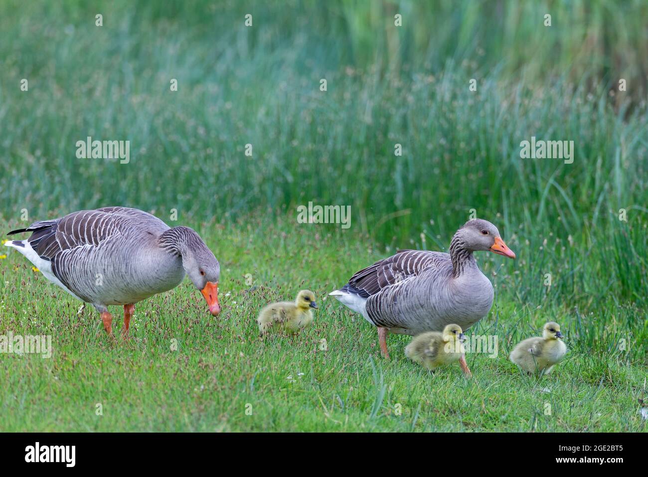 OIE des Grisons, OIE des Greylag, OIE des Lag grises (Anser anser). Parents avec des oisons de recherche. Allemagne Banque D'Images