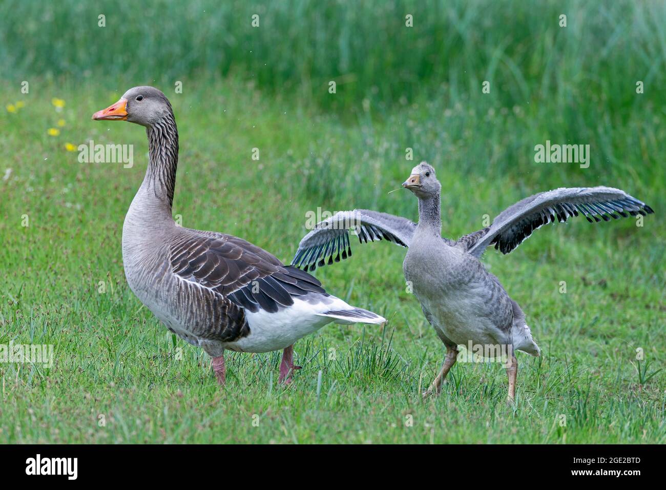 OIE des Grisons, OIE des Greylag, OIE des Lag grises (Anser anser). Adulte avec ragots sur un pré. Allemagne Banque D'Images