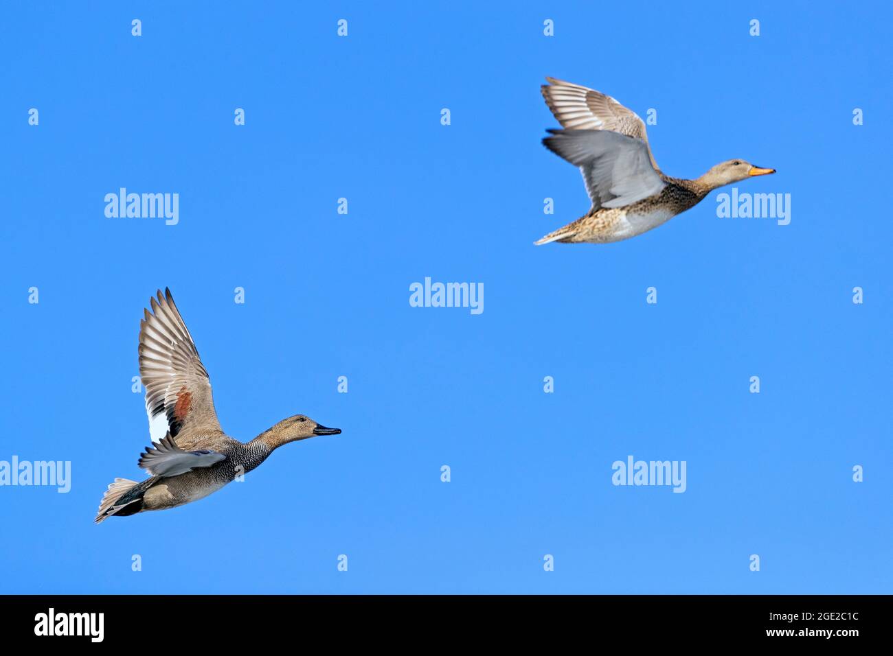 Gadwall commun (Mareca strespera). Couple en vol. Allemagne . Banque D'Images