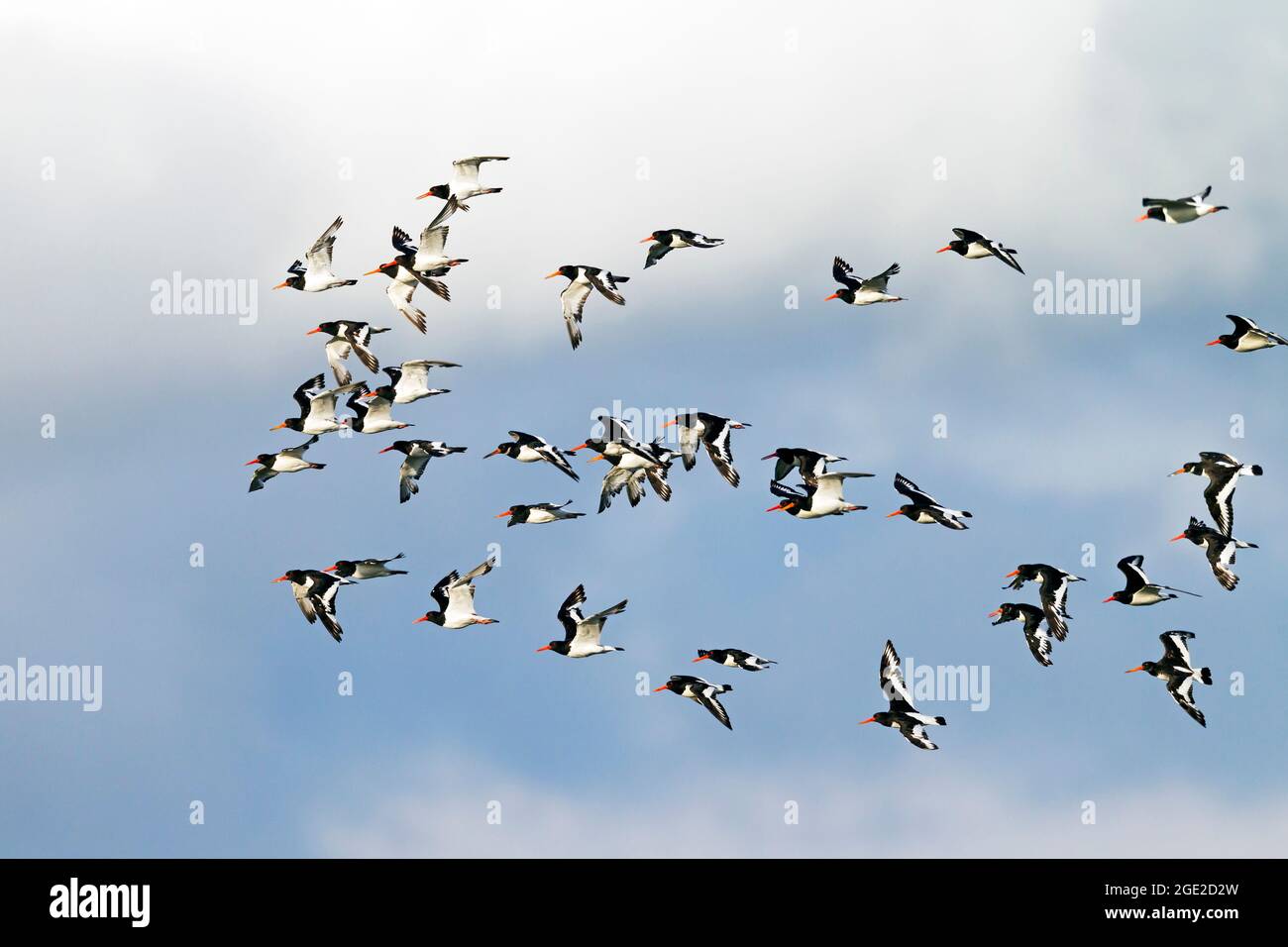 Oystercatcher (Haematopus ostralegus). Flock en vol, Allemagne Banque D'Images