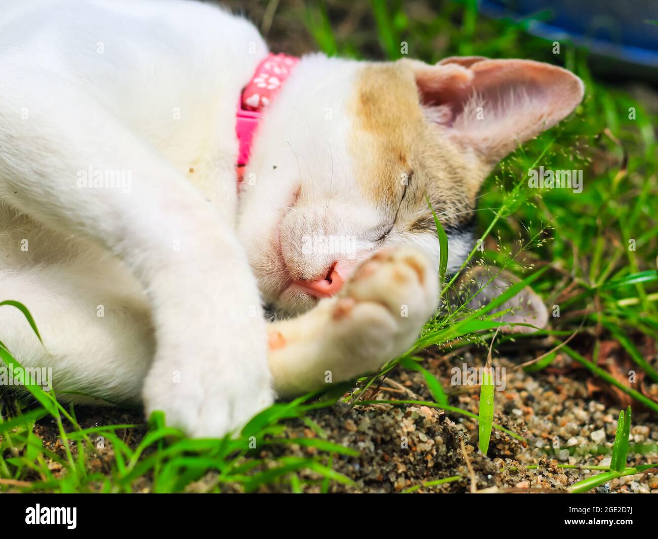 photographie d'animaux amusants, chat blanc dormant confortablement. Gros plan du chat blanc de beauté endormi. Adorable chaton endormi. Banque D'Images