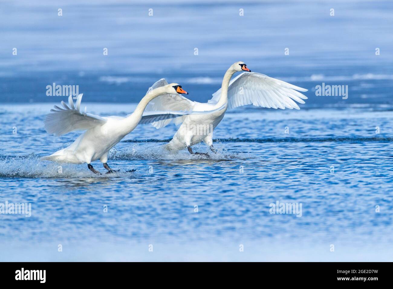 Mute Swan (Cygnus olor). Deux adultes débarquant sur l'eau. Allemagne Banque D'Images
