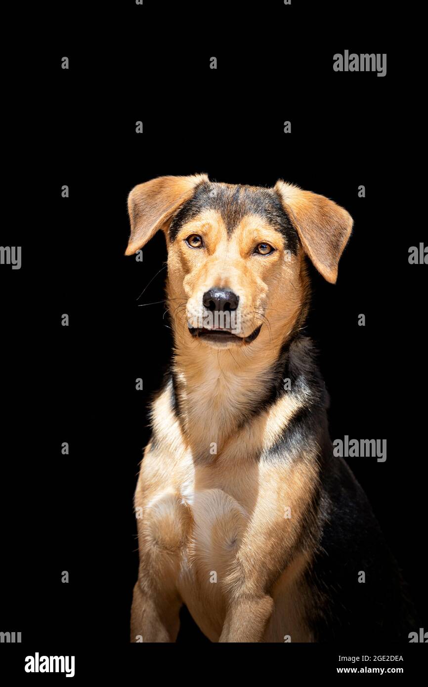 Chien mixte. Portrait d'un adulte, vu sur fond noir. Allemagne Banque D'Images