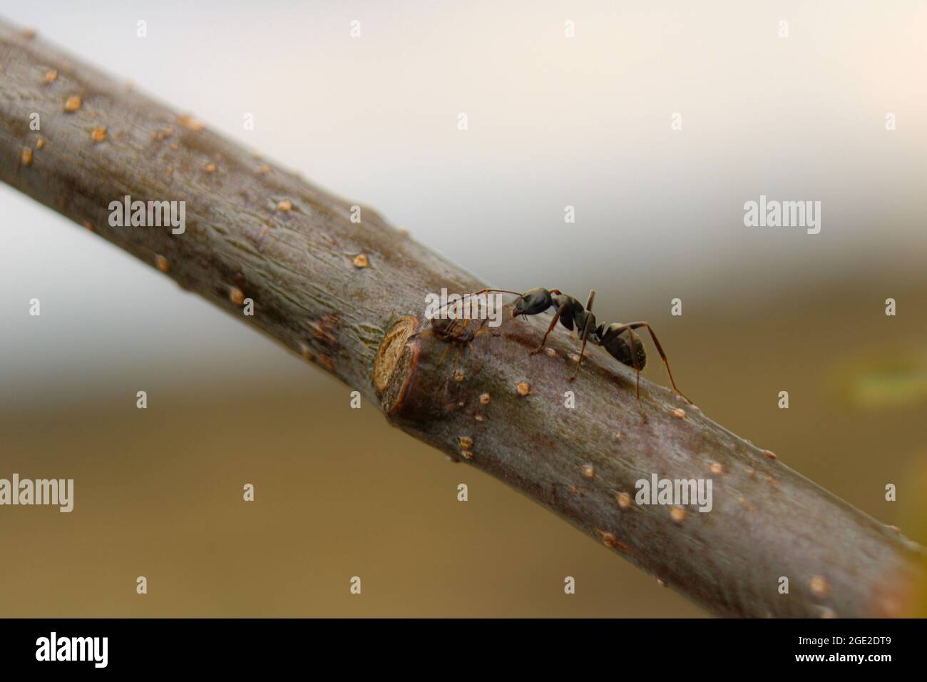 Une promenade dans la nature Banque D'Images