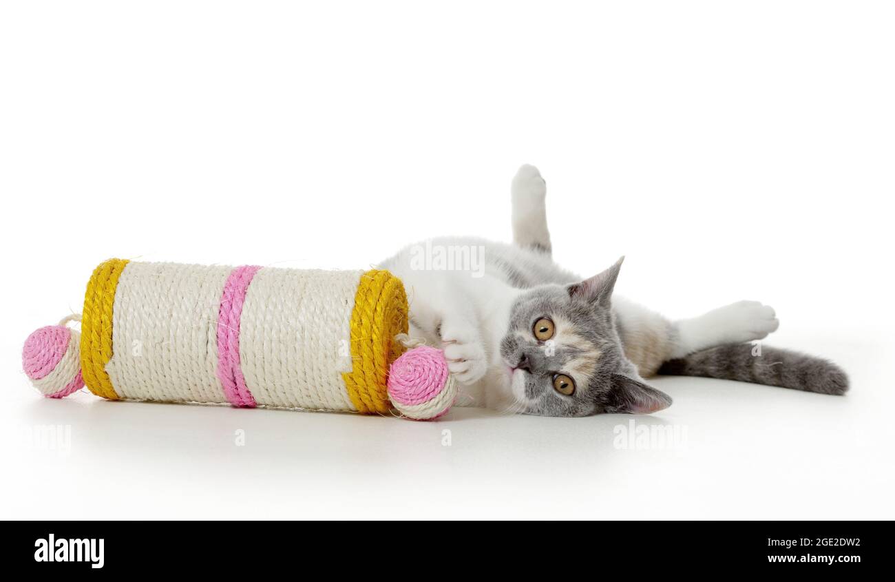 British Shorthair. Chaton jouant avec un jouet rayant. Image studio sur fond blanc Banque D'Images