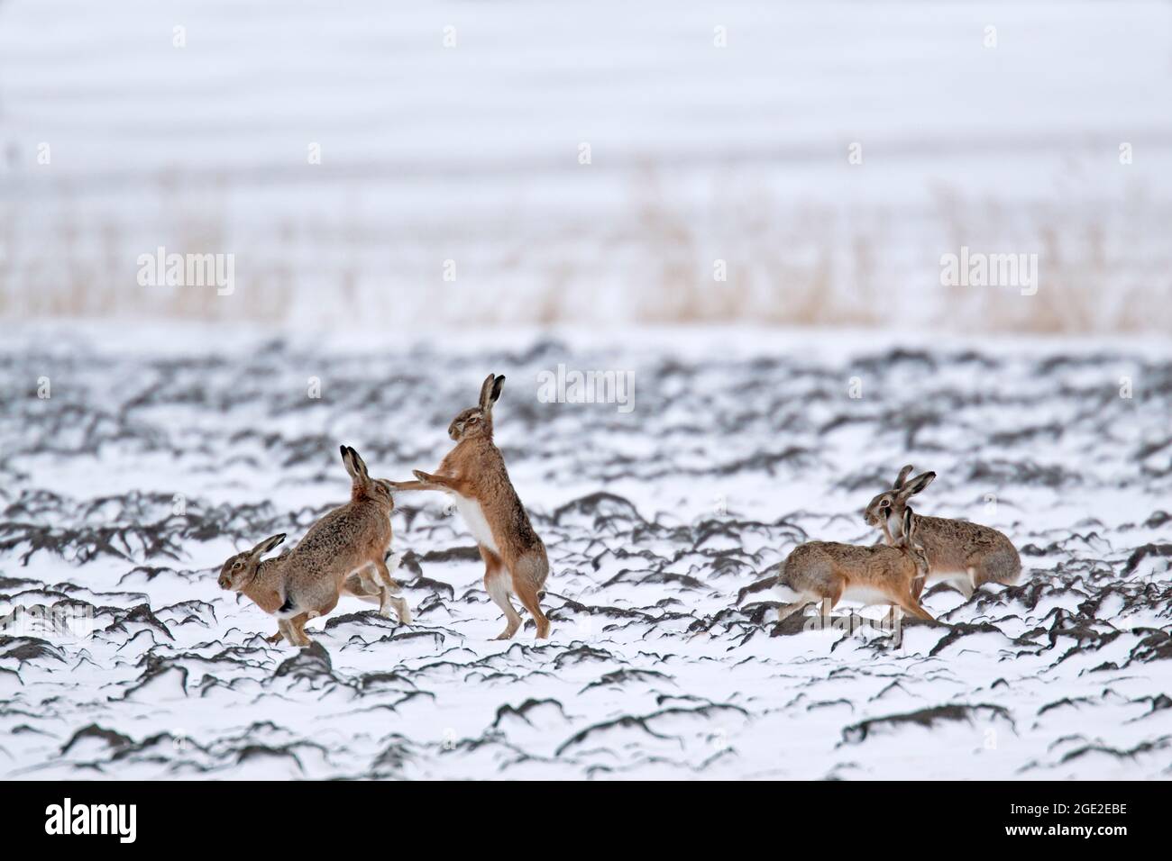 Lièvre européen brun (Lepus europaeus). Deux couples pendant la saison d'accouplement sur un terrain enneigé. Allemagne Banque D'Images