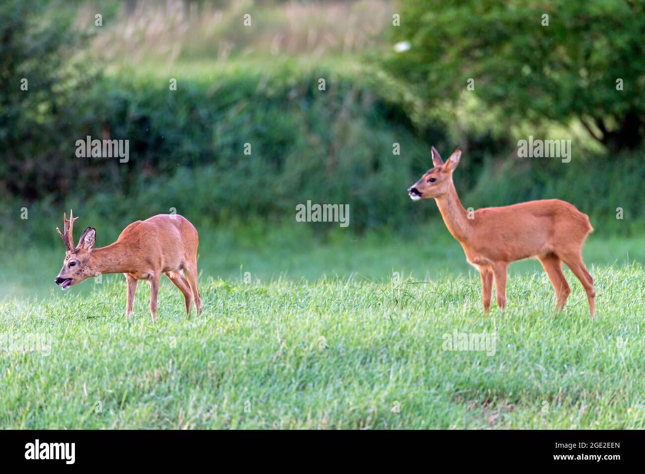 Cerf de Virginie (Capranolus capranolus). Les Roebucks surpassent fréquemment eux-mêmes pendant la saison d'accouplement jusqu'à l'épuisement complet. Allemagne Banque D'Images