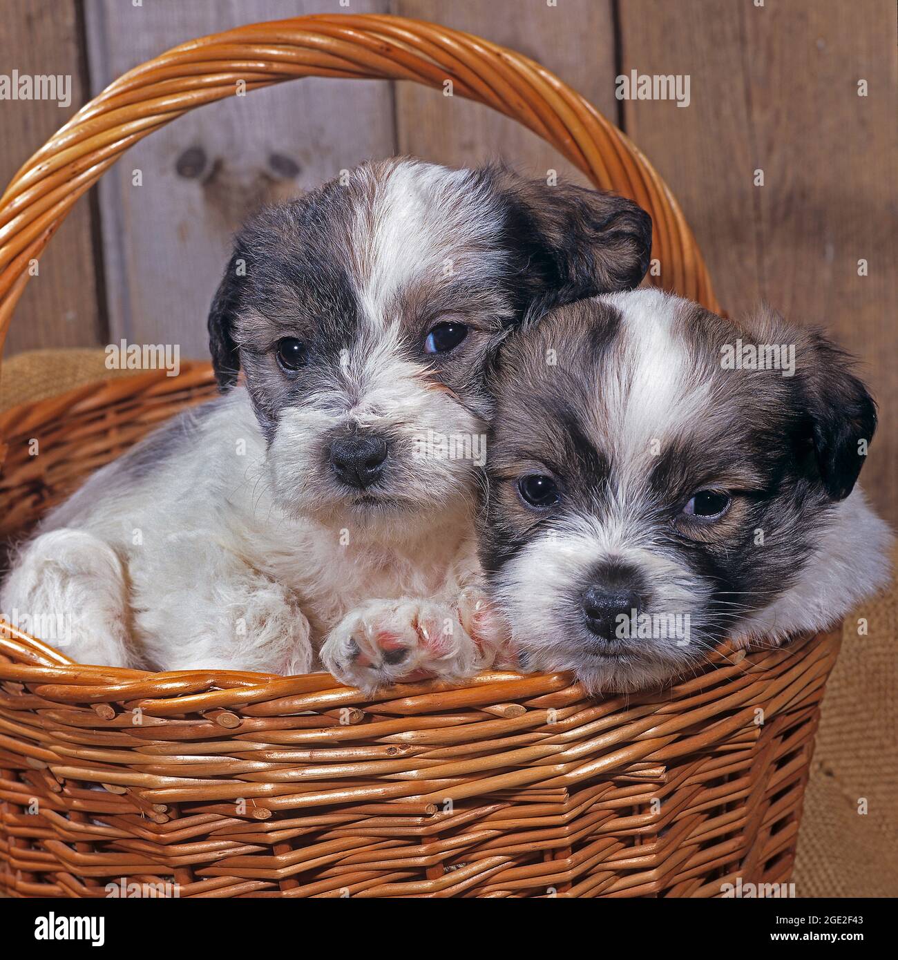 Terrier tibétain. Deux chiots dans un panier en osier. Allemagne Banque D'Images