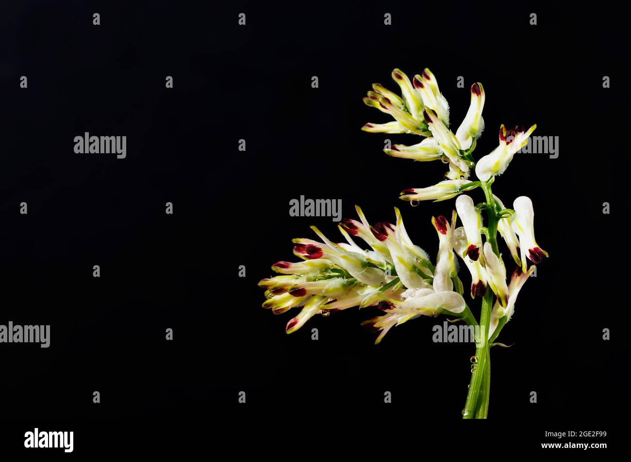 Fleur blanche de fumante commune -fumaria officinalis - sur fond sombre , fleur spontanée au printemps Banque D'Images