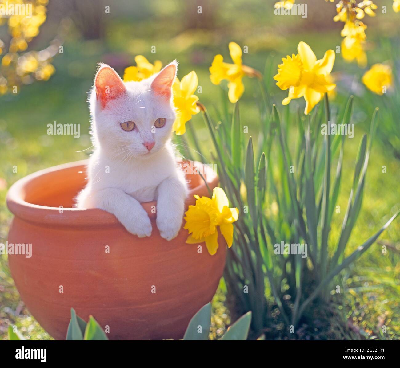 Chat Domestique Chaton Blanc Dans Un Pot De Fleurs A Cote Des Jonquilles A Fleurs Allemagne Photo Stock Alamy