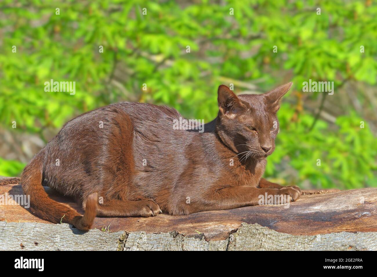 Oriental Shorthair. Chat adulte reposant sur une bûche. Allemagne Banque D'Images