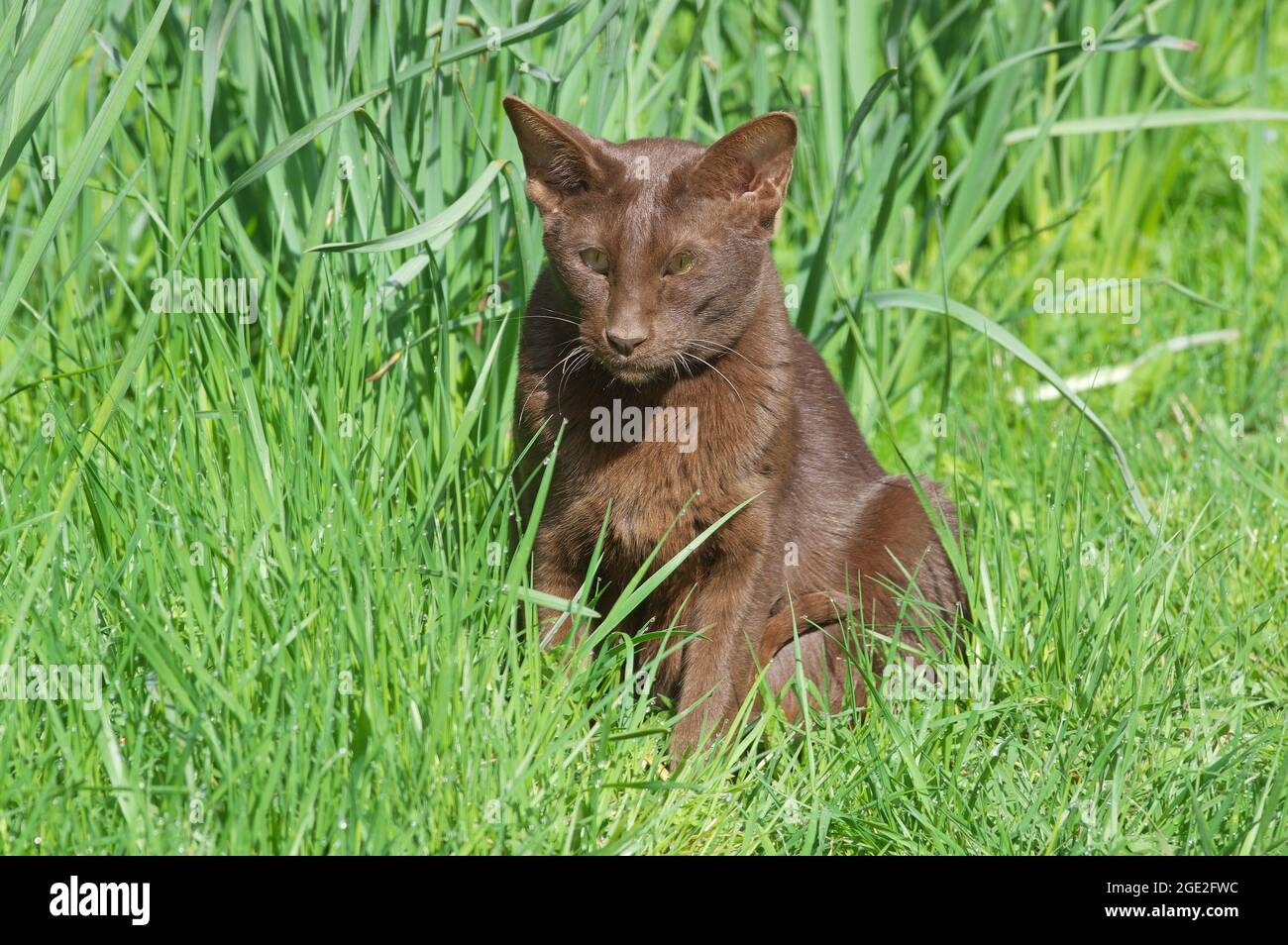 Oriental Shorthair. Herbe sittingin pour chats adultes. Allemagne Banque D'Images