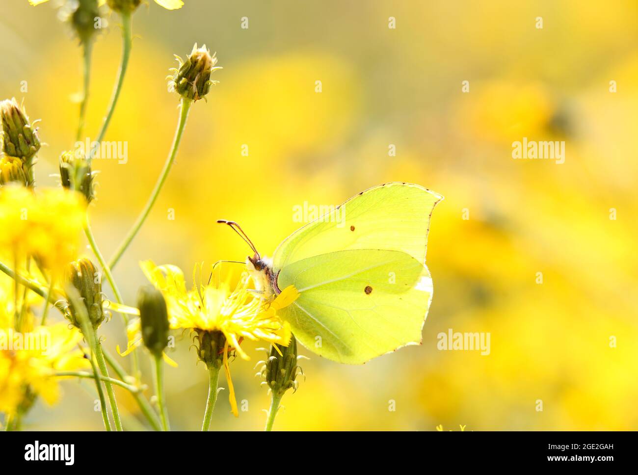 Un papillon jaune vif en pierre d'brimace sur un belweed à feuille étroite Banque D'Images