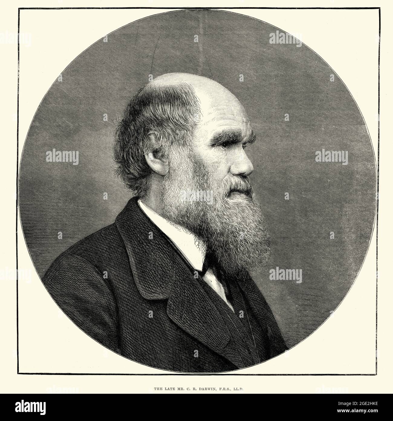 Gravure vintage de Charles Darwin naturaliste et géologue anglais, mieux connu pour ses contributions à la théorie de l'évolution. L’illustrat de Londres Banque D'Images