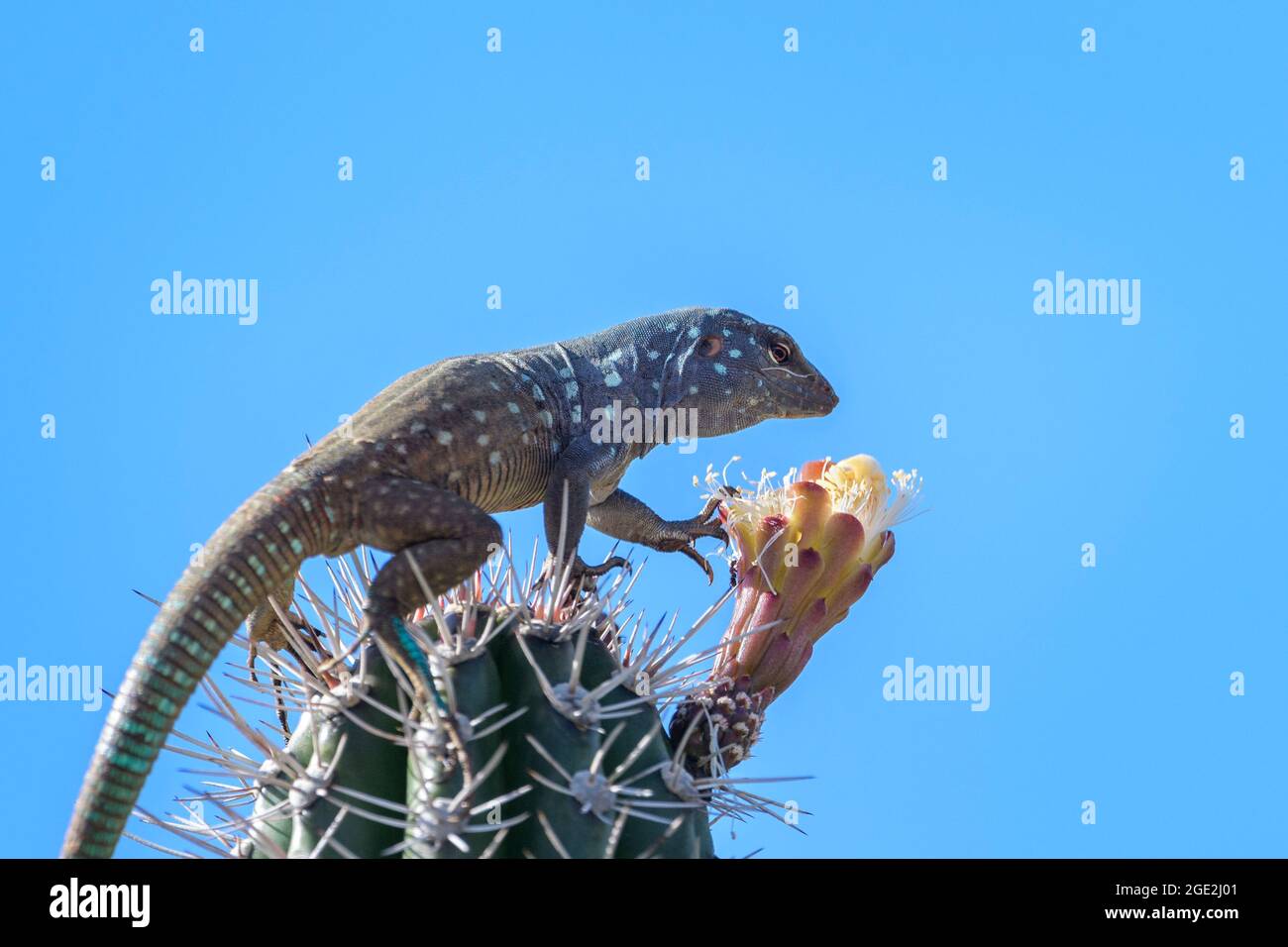 Lézard bleu à queue de cheval (Cnemidophorus murinus ruthveni) mangeant à partir d'une fleur au-dessus du cactus, parc national de Washington Slagbaai, Bonaire, Caribbe hollandais Banque D'Images