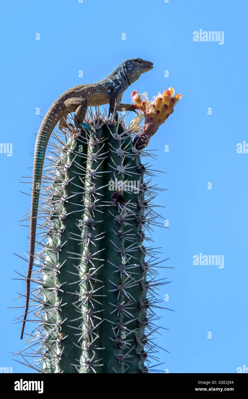 Lézard bleu à queue de cheval (Cnemidophorus murinus ruthveni) mangeant à partir d'une fleur au-dessus du cactus, parc national de Washington Slagbaai, Bonaire, Caribbe hollandais Banque D'Images