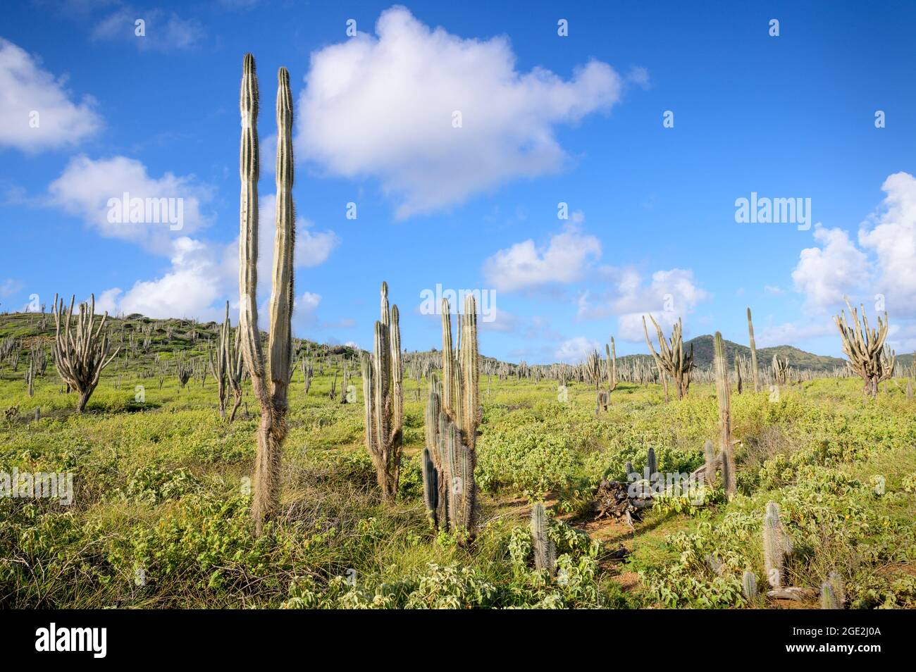 Grands cactus columnaires dominant le paysage du parc national de Washington Slagbaai, Bonaire, Antilles néerlandaises. Banque D'Images