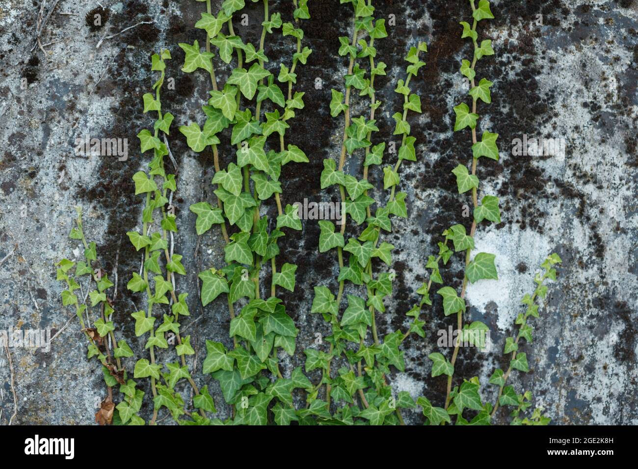 Des pousses de vert Hardy de plante ververte sauvage d'Ivy (Hedera Helix) grimpant sur le mur de béton texturé pendant la saison estivale Banque D'Images