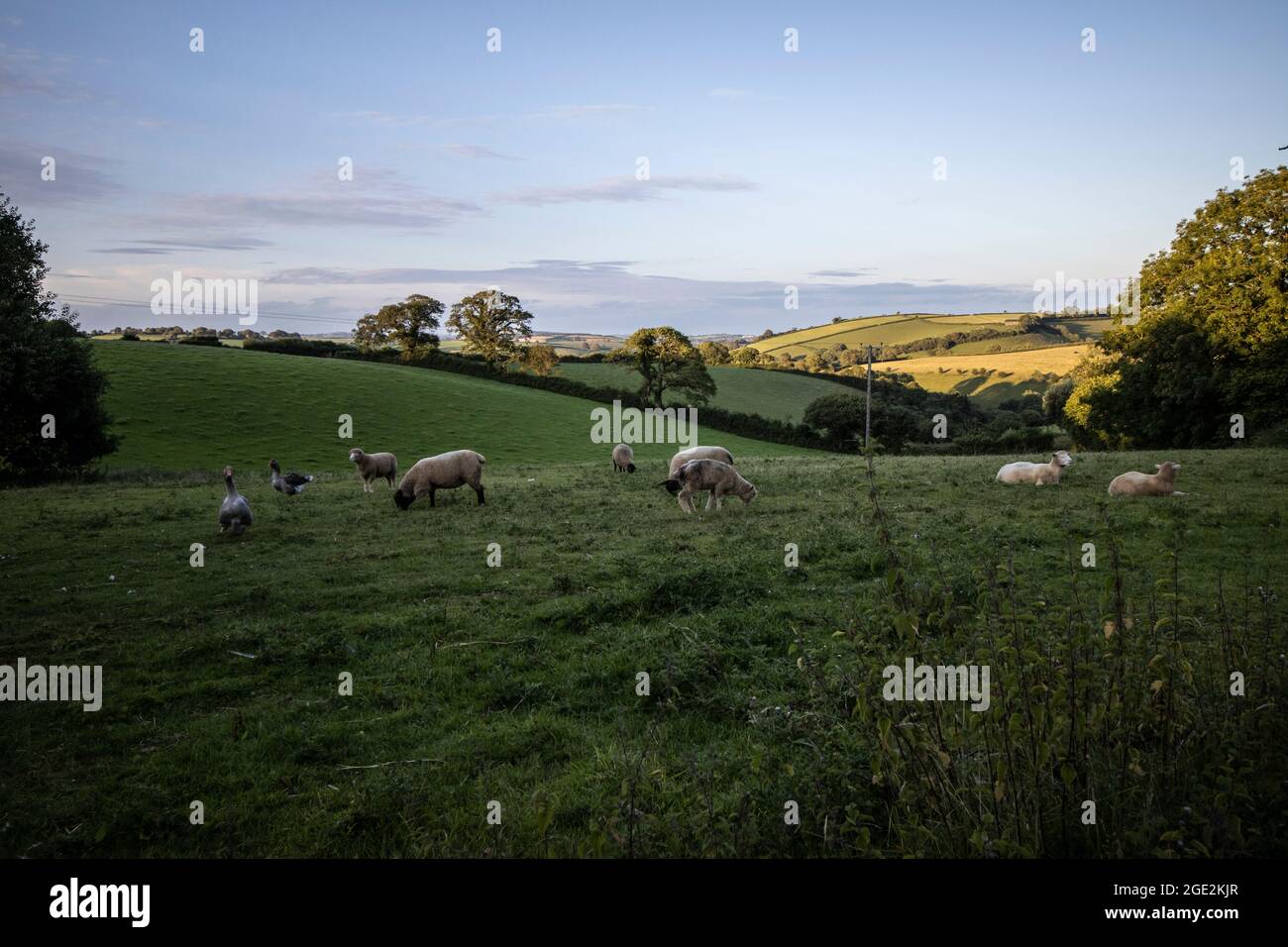 La lumière du matin s'élève au-dessus de l'horizon tandis que les moutons se broutent dans un champ dans la campagne du Devon, Hallwell, South Hams, Angleterre, Royaume-Uni Banque D'Images