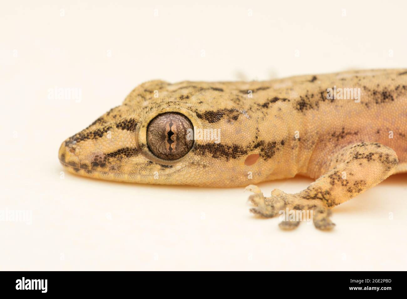 Gros plan de l'écorce indienne gecko, gros plan des yeux, Hemidactylus leschenaultii, Satara, Maharashtra, Inde Banque D'Images