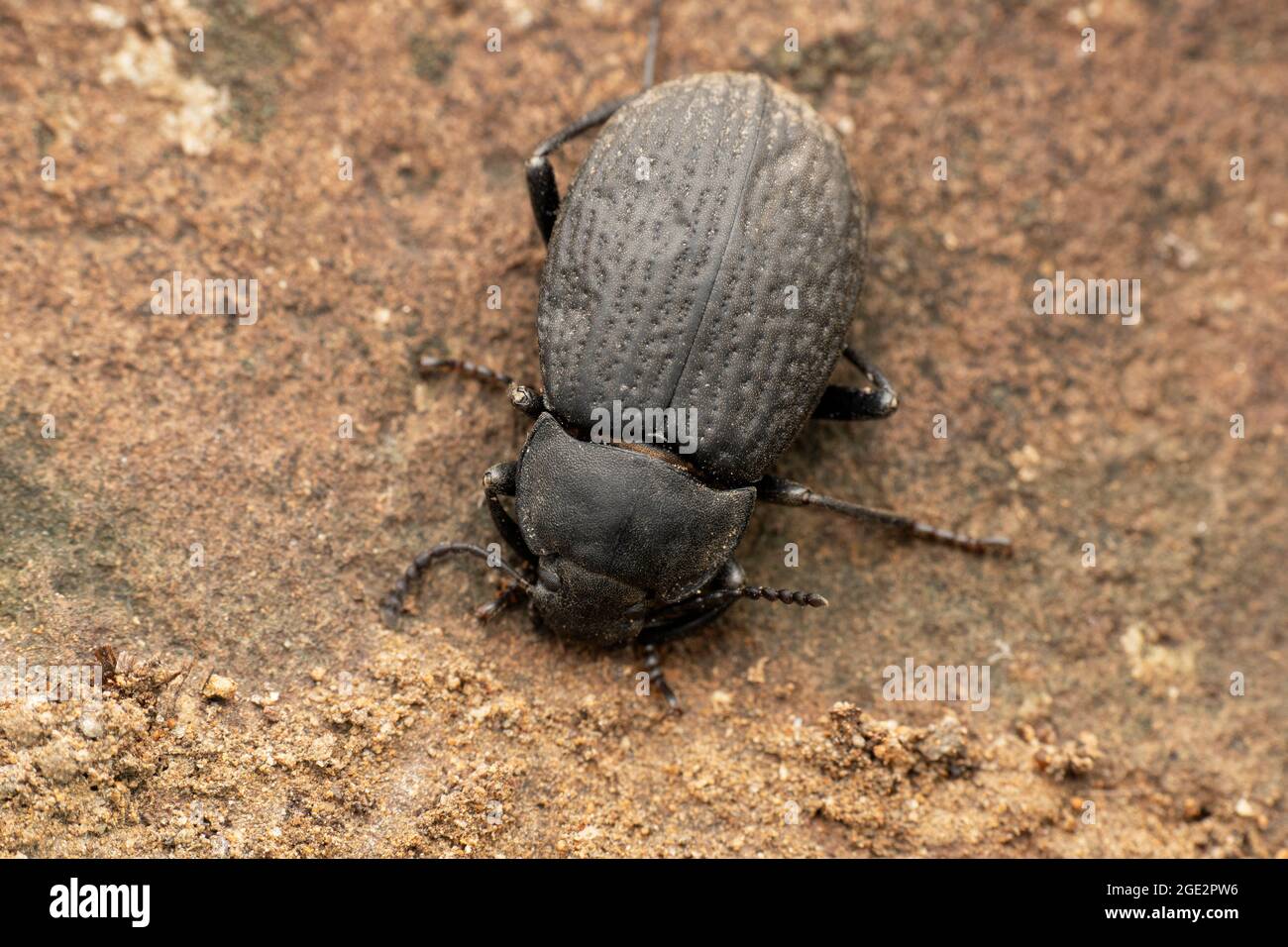 Coléoptère dur, Opatrum sabulosum, Satara, Maharashtra, Inde Banque D'Images