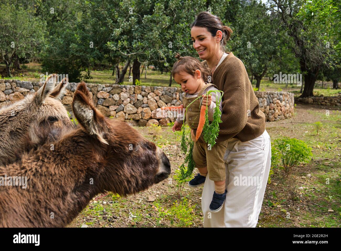 Jeune Mere Ethnique Souriante Soulevant Un Adorable Bebe Tout En Nourrissant Ensemble Des Anes Moelleux Pastoring Dans La Campagne Verdoyante Photo Stock Alamy