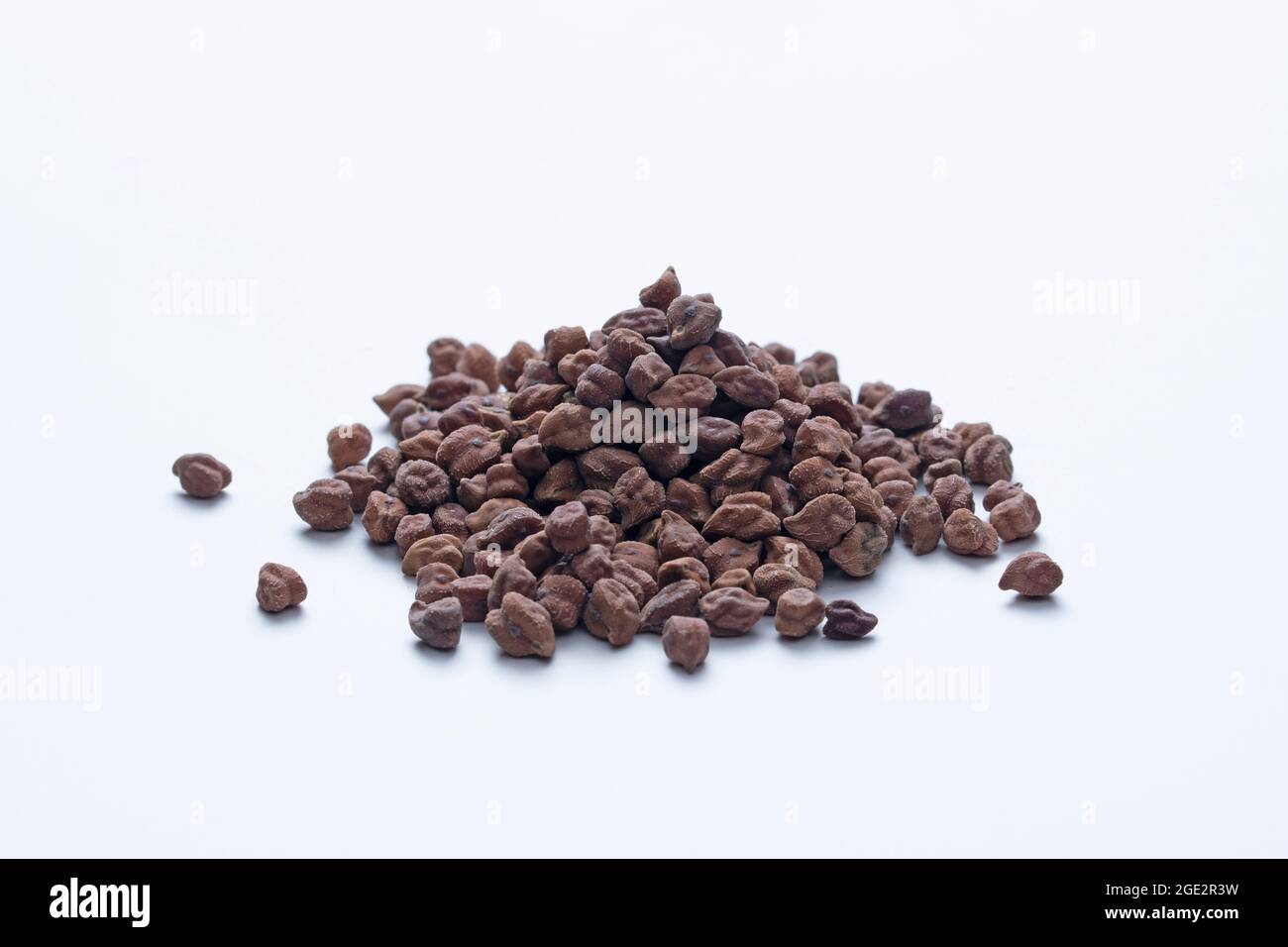 Chick Peas ou Cicer, Cicer arietinum, Satara, Maharashtra, Inde Banque D'Images
