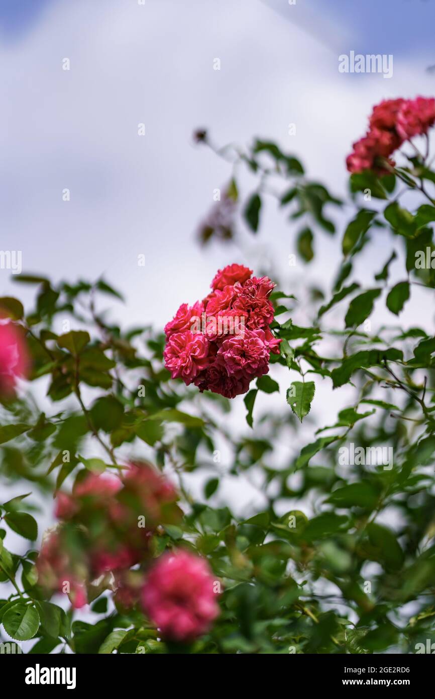 Belle rose rose sur le jardin de roses en été avec ciel bleu en arrière-plan. Banque D'Images