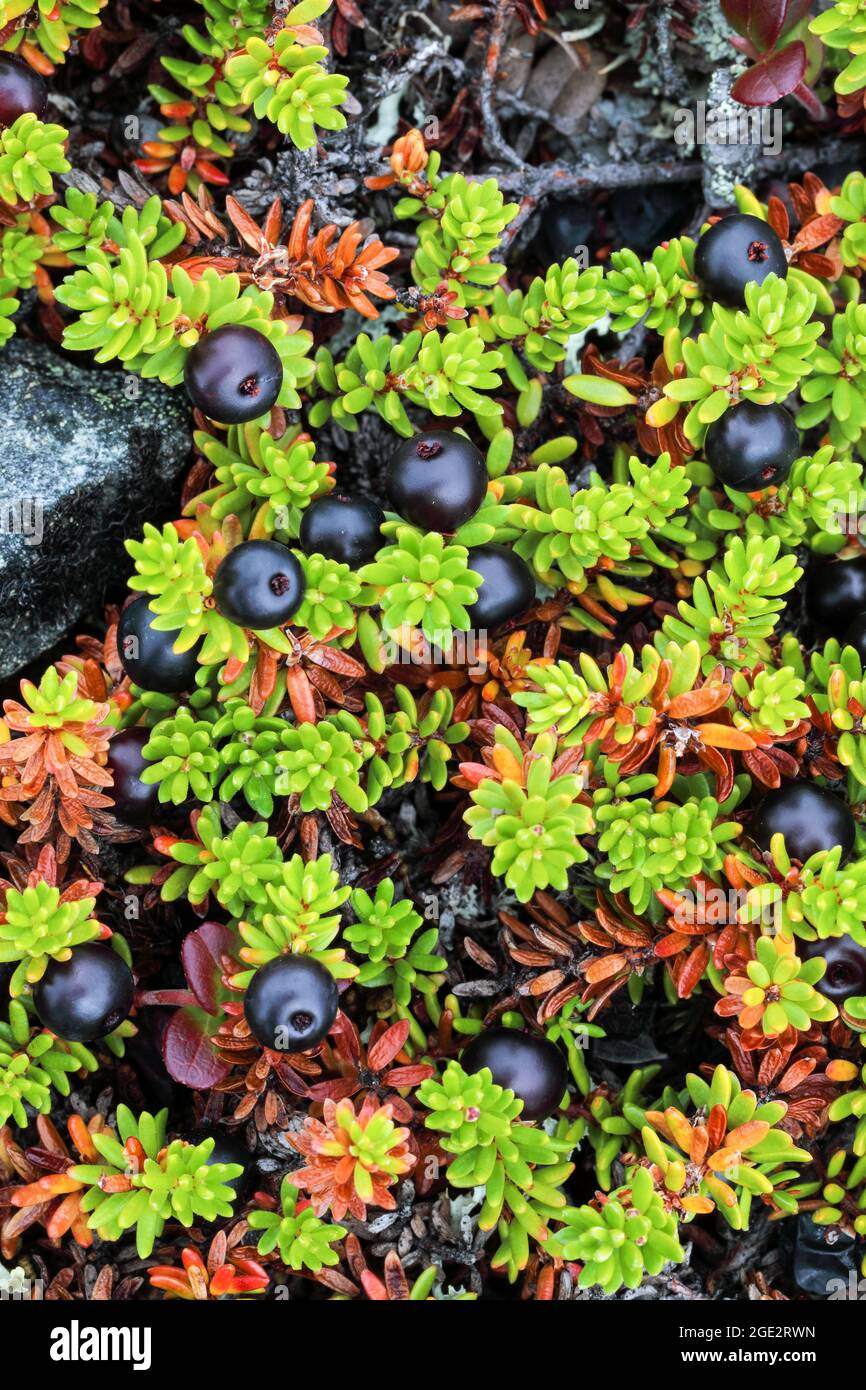 Blues Mountain Heath aux baies Banque D'Images
