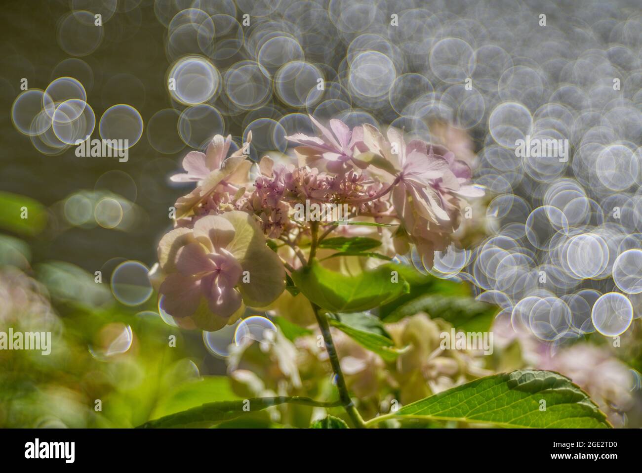 Soapbubble Bubble bokeh et résumés floraux photographiés avec l'objectif Meyer Optik Gorlitz Trioplan 100/2.8 II Banque D'Images