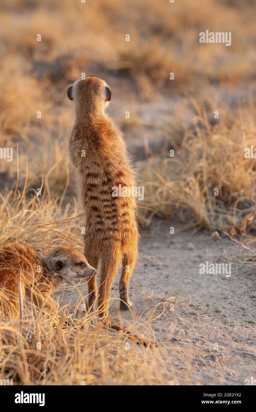 Meerkats (Suricata suricata) debout. Kalahari, Makgadikgadi Pan, Botswana, Afrique Banque D'Images