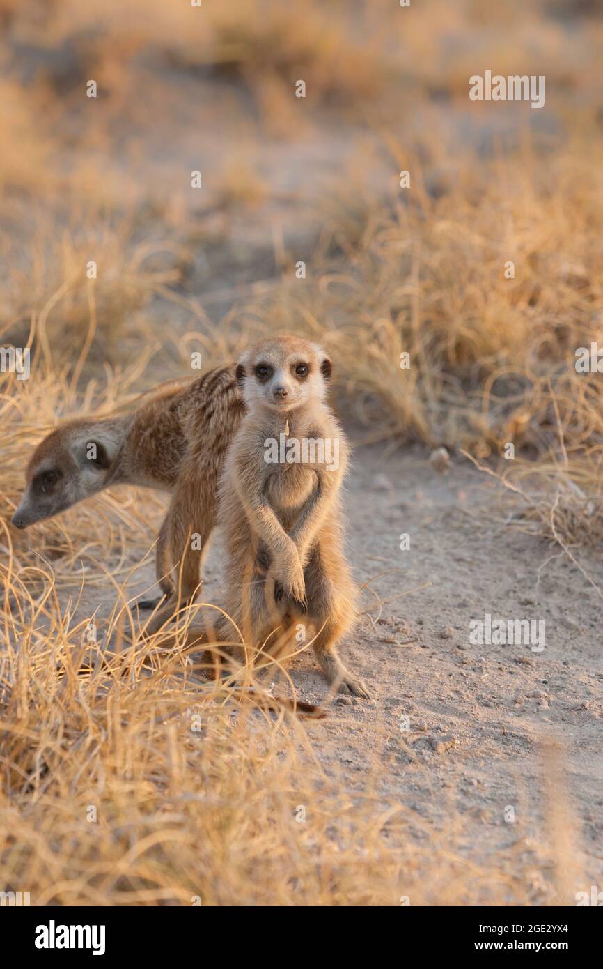 Meerkats (Suricata suricata) debout. Kalahari, Makgadikgadi Pan, Botswana, Afrique Banque D'Images