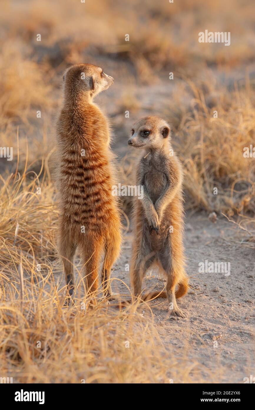 Meerkats (Suricata suricata) debout. Kalahari, Makgadikgadi Pan, Botswana, Afrique Banque D'Images