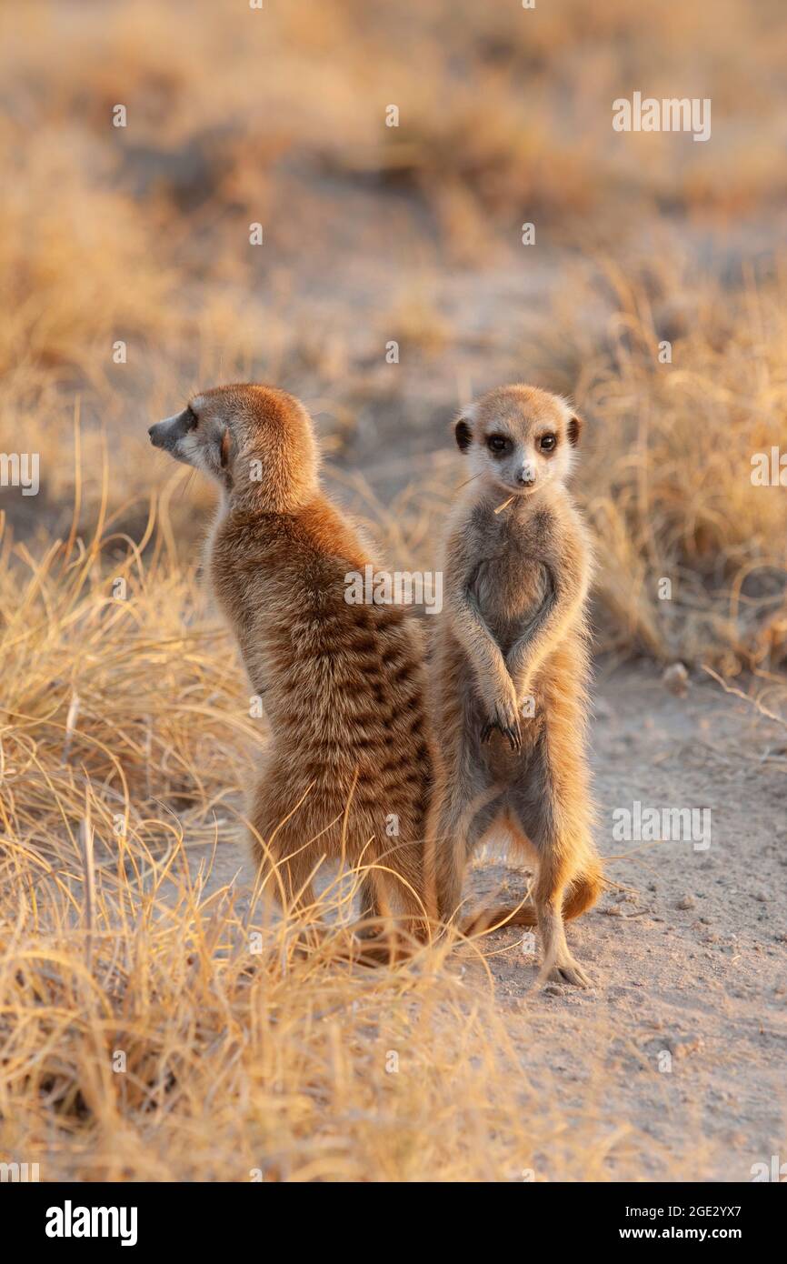 Les bébés Meerkat debout (Suricata suricata). Kalahari, Makgadikgadi Pan, Botswana, Afrique Banque D'Images