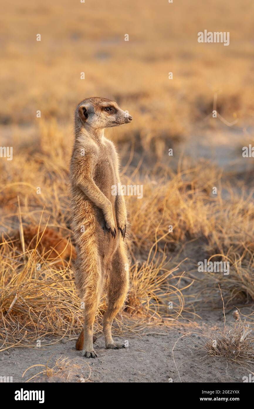 Meerkats (Suricata suricata) debout. Kalahari, Makgadikgadi Pan, Botswana, Afrique Banque D'Images