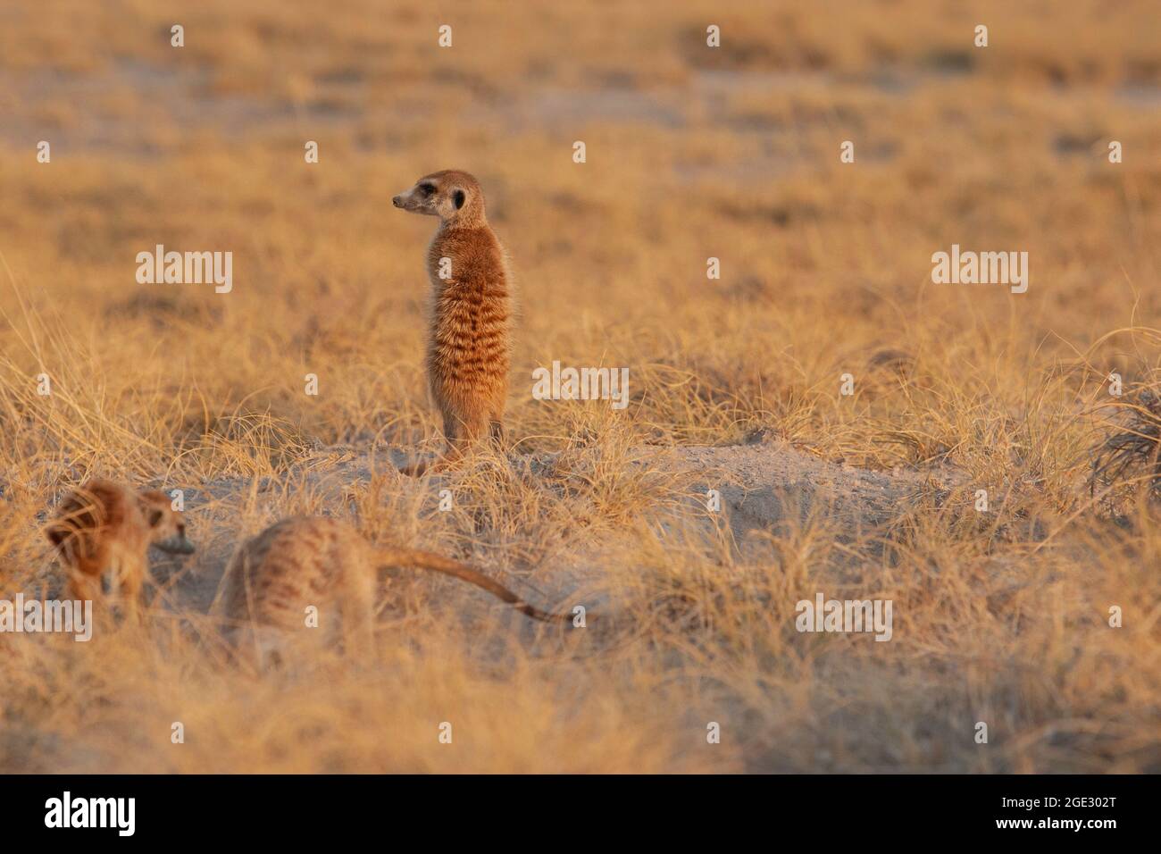 Meerkats (Suricata suricata) debout. Kalahari, Makgadikgadi Pan, Botswana, Afrique Banque D'Images