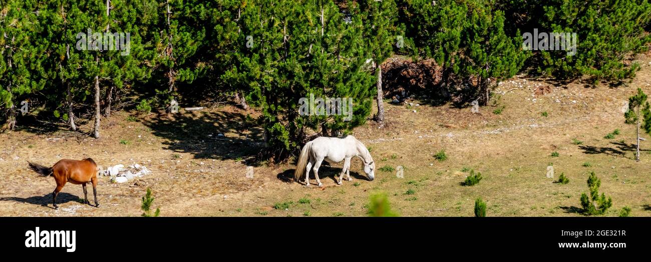 Chevaux libres paître dans la nature. Pâturage de cheval dans la forêt Banque D'Images