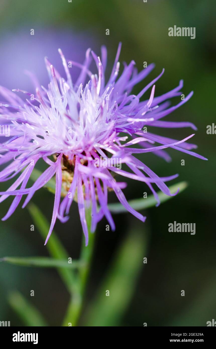 Centaurea jacea, connue sous le nom de brotweed brun ou brocray, plante herbacée vivace fleur pourpre tête, fleur sauvage gros plan, Allemagne, Europe Banque D'Images