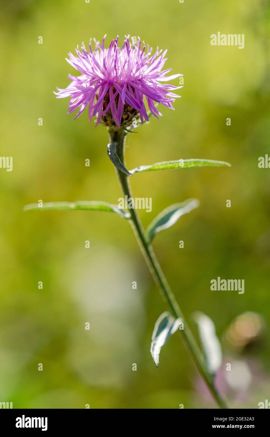 Centaurea jacea, connue sous le nom de brotweed brun ou brocray, plante herbacée vivace fleur pourpre tête, fleur sauvage gros plan, Allemagne, Europe Banque D'Images