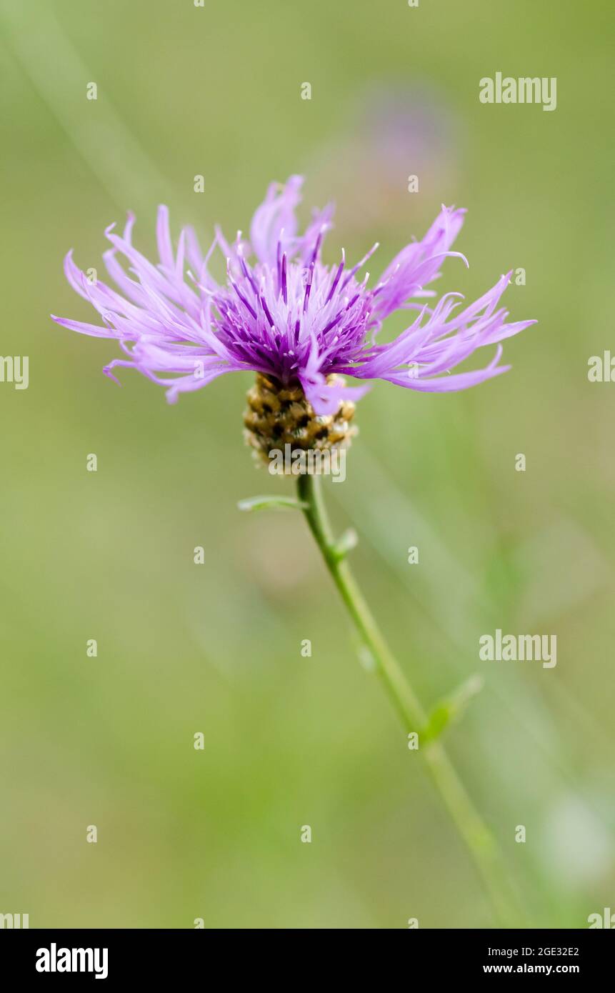 Centaurea jacea, connue sous le nom de brotweed brun ou brocray, plante herbacée vivace fleur pourpre tête, fleur sauvage gros plan, Allemagne, Europe Banque D'Images