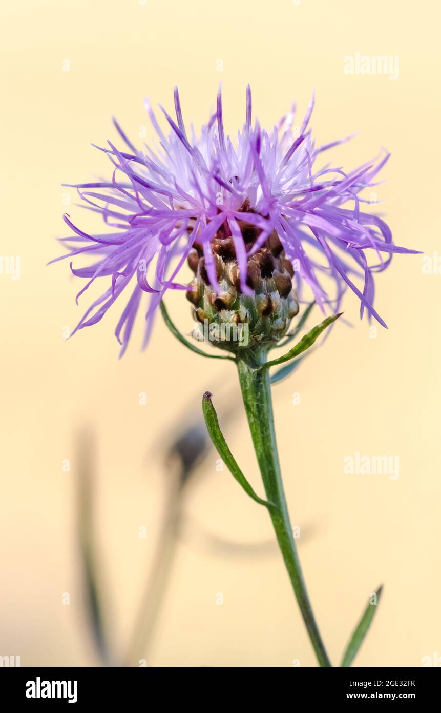 Centaurea jacea, connue sous le nom de brotweed brun ou brocray, plante herbacée vivace fleur pourpre tête, fleur sauvage gros plan, Allemagne, Europe Banque D'Images