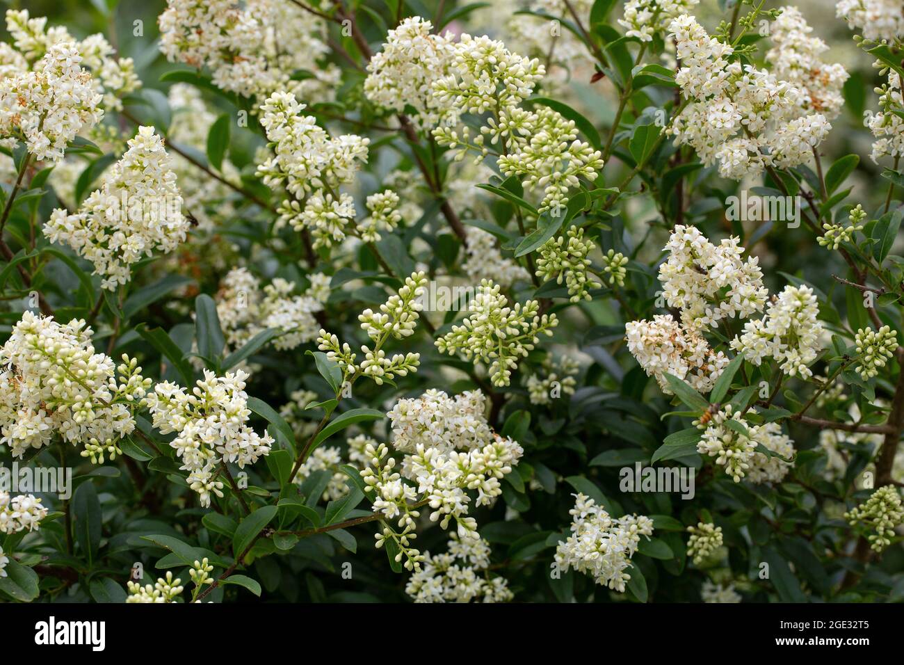 Fleurs sauvages privées (Ligustrum vulgare) Banque D'Images