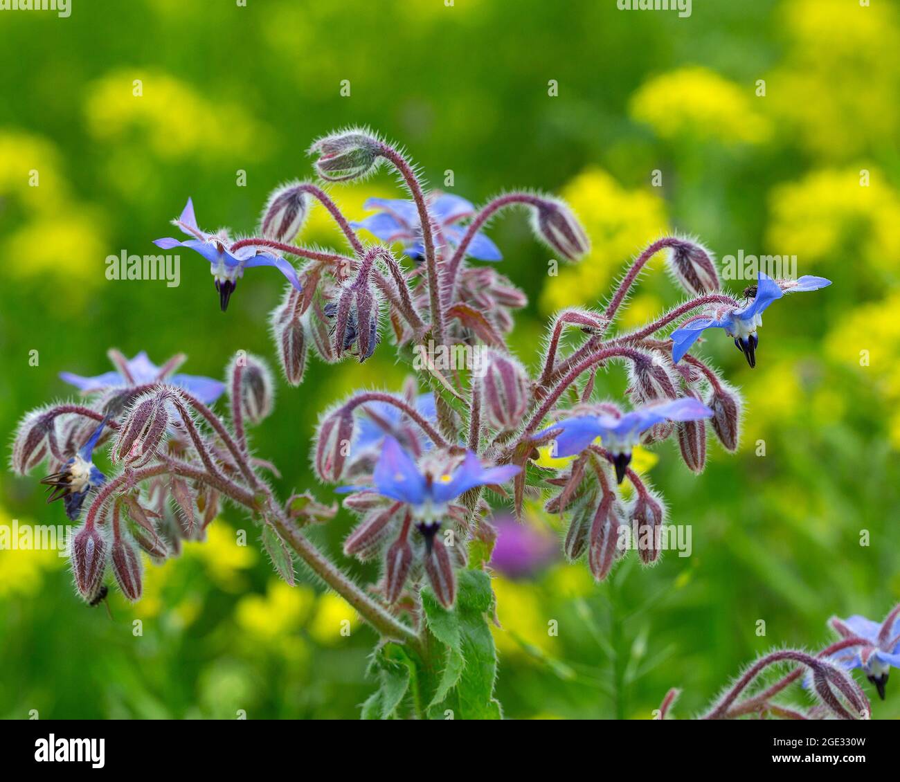 Gros plan de Borage ou Starflower (Borago officinalis), floraison Banque D'Images