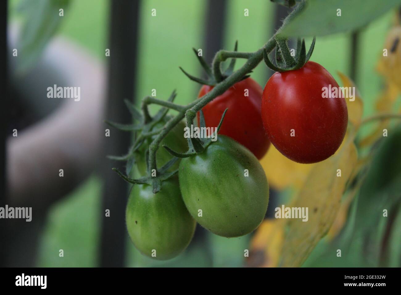 Voici la photo de tomatos dans mon jardin au moment de la croissance, il est agréable de voir comment frais il regarde la plante de tomate et ceux qui poussent. Banque D'Images