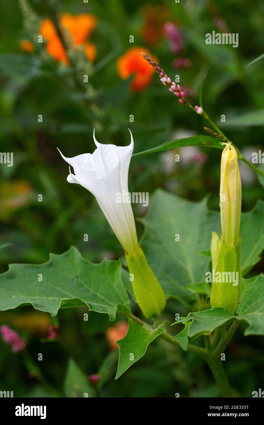 Fleur de pomme de Thorn (Datura stramonium) Banque D'Images
